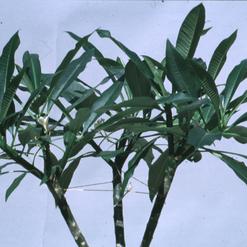 Plumeria obtusa