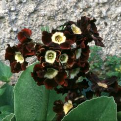 Primula "Mark"
