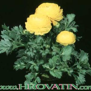 Ranunculus