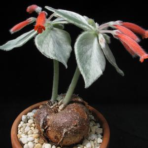 Rechsteineria leucotricha