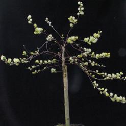 Salix repens