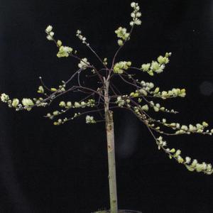 Salix repens