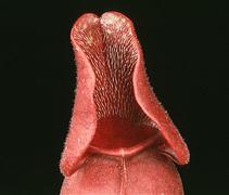 Sarracenia purpurea