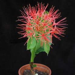 Scadoxus multiflorus