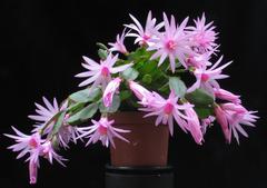 Schlumbergera gaertneri 2