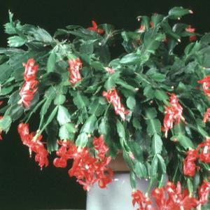 Schlumbergera truncata