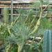 Senecio kleinia import