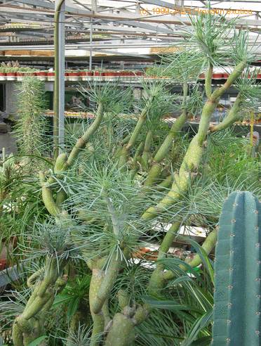 Senecio kleinia import