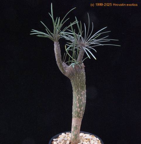 Senecio kleinia-SIb