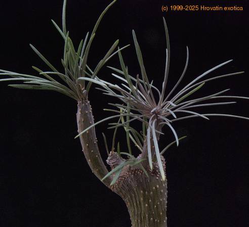 Senecio kleinia-SIl