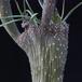 Senecio kleinia-SIst