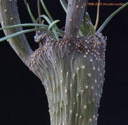 Senecio kleinia-SIst