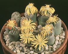Skupina litopsov - Lithops dorotheae