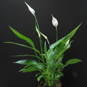 Spathiphyllum hybrid