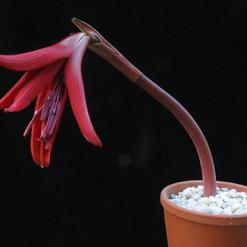 Sprekelia formosissima