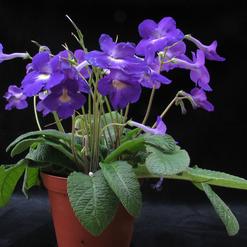Streptocarpus hybrids