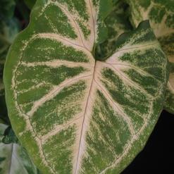 Syngonium