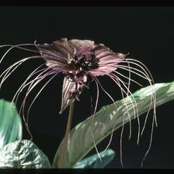 Tacca chantrieri