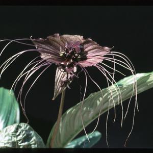Tacca chantrieri