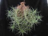 Tillandsia aeranthos
