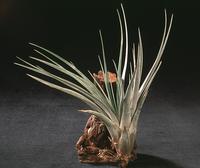 Tillandsia fasciculata-2843