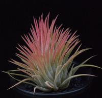Tillandsia ionantha rubra-SIb