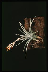 Tillandsia ixioides-2846