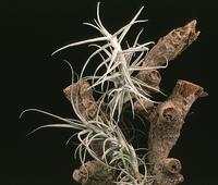 Tillandsia paleacea-2853