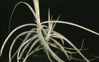 Tillandsia schiedeana-2855