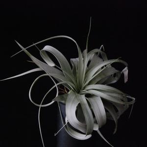 Tillandsia xerografica
