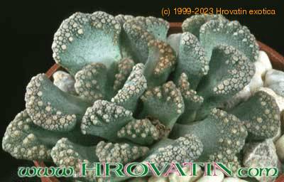 Titanopsis fulleri 1516