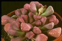 Titanopsis