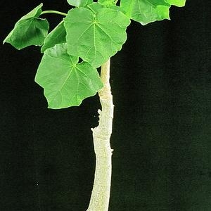 Uncarina grandidieri