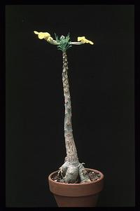 Uncarina roesliana 1677