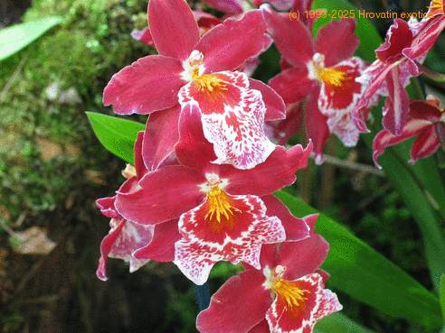 Vuylstekeara flower