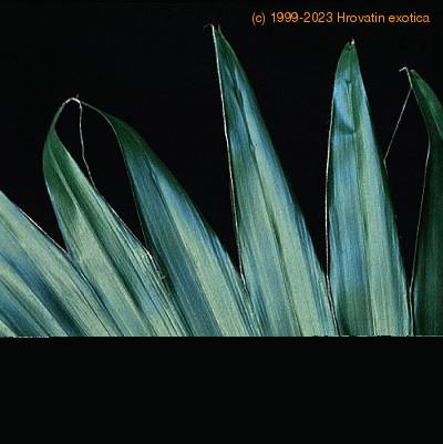 Washingtonia filifera leaf 1738