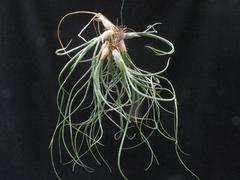Zelene tilancije - Tillandsia baylei