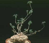 Zygosicyos tripartitus