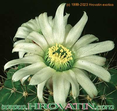 Acanthocalycium klimpelianum flower 320