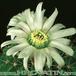 Acanthocalycium klimpelianum flower 320