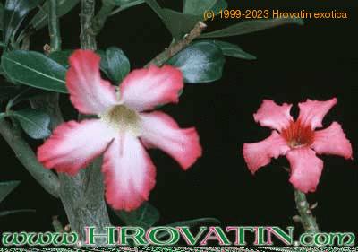 Adenium obesum flower 1603