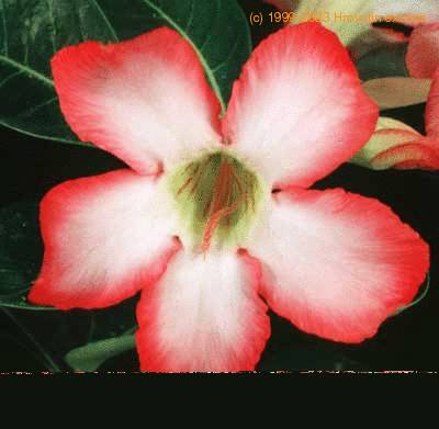 Adenium obesum flower 1617