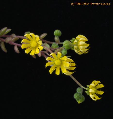 Aeonium lindleyi viscatumf