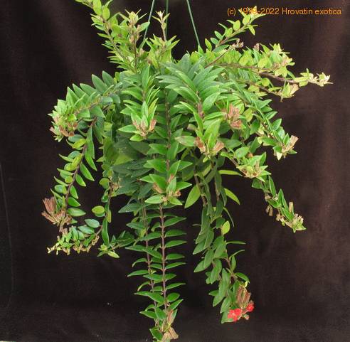 Aeschynanthus lobbianus 1