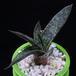 Aloe cv MOP 2