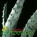 Aloe ferox leaf 1167