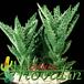 Aloe squarrosa 1261
