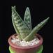 Aloe variegata MOP