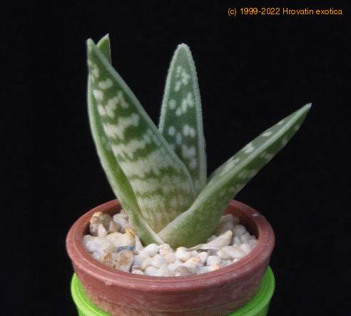 Aloe variegata MOP
