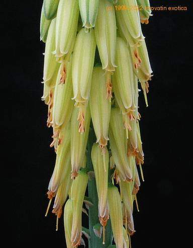Aloe vera flower1